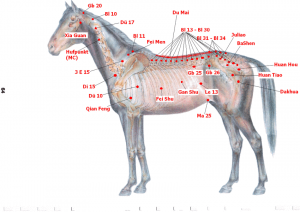 Acupuncture points - image Dr Christian Torp